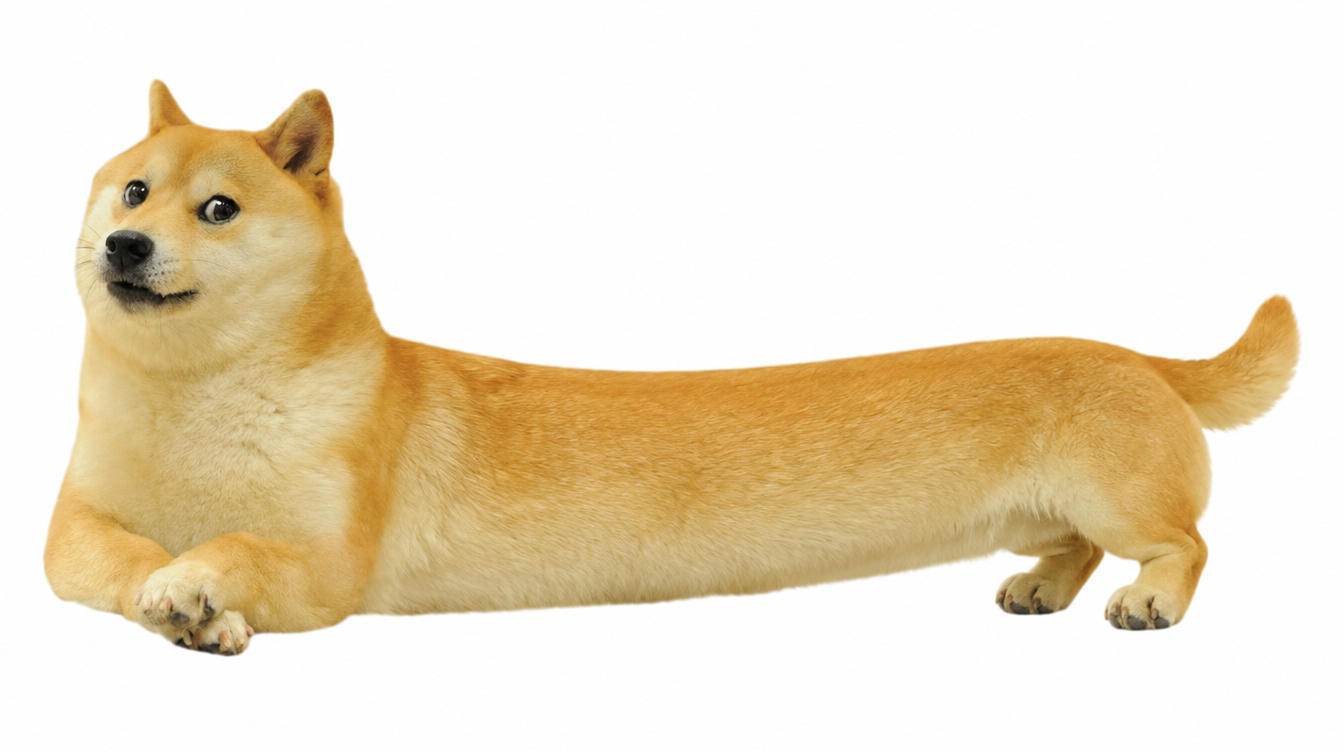 Wiener Doge, a shiba with a very long body